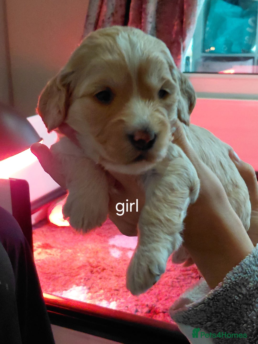 Mixed Breed dogs for sale: Sprockerpoos - Advert 5