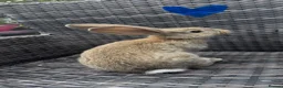 Continental Giant rabbits for sale: RESERVED  - Advert 6