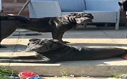 Shar Pei dogs for sale: 2 beautiful full shar pei boys !!!  - Image 8