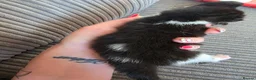 Mixed Breed cats for sale: Two beautiful black and white boy kittens - Advert 8