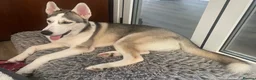 Siberian Husky dogs for sale: Siberian Husky Puppies Pure Bred Blue Eyed - Advert 2