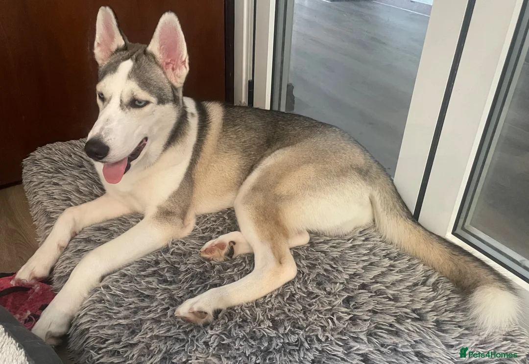 Siberian Husky dogs for sale: Siberian Husky Puppies Pure Bred Blue Eyed - Advert 2