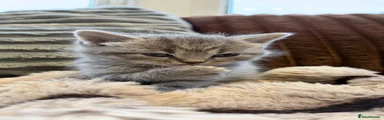 British Shorthair 1