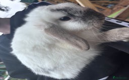 French Lop rabbits for sale: Rabbits to be sold together  - Image 1