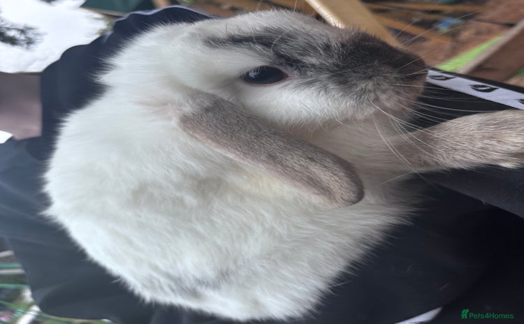 French Lop rabbits - Advert 1