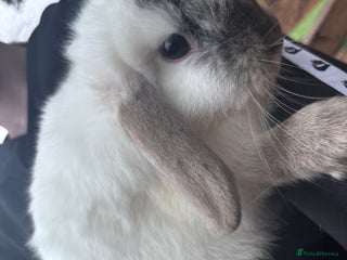 French Lop rabbits - Advert 25