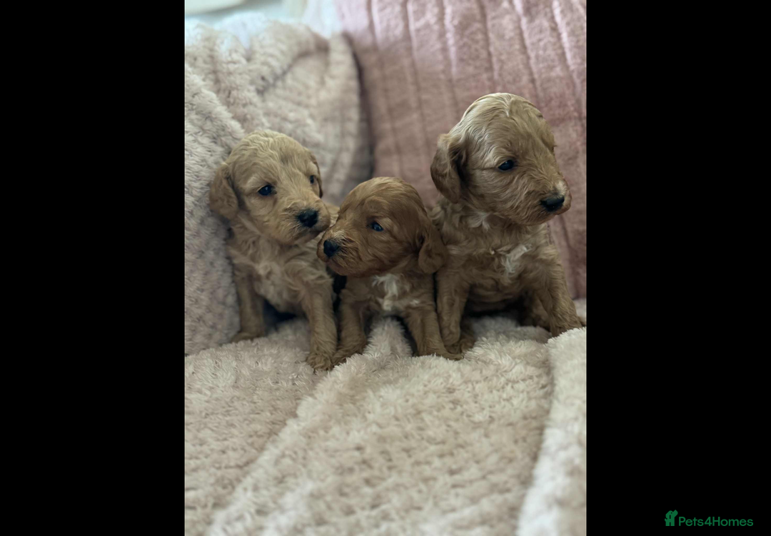 Cockapoo dogs for sale: COCKERPOO QUALITY HEALTH TESTED PUPPIES - Advert 7