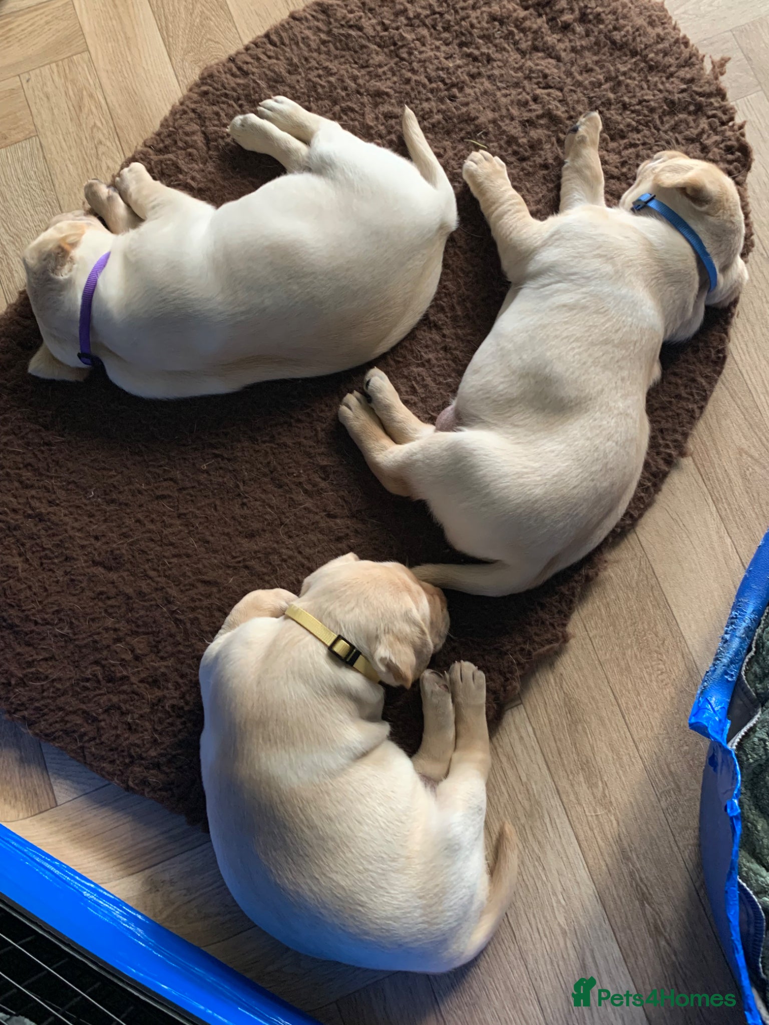 Labrador Retriever dogs for sale: Labrador puppies for sale in Scunthorpe - Advert 8