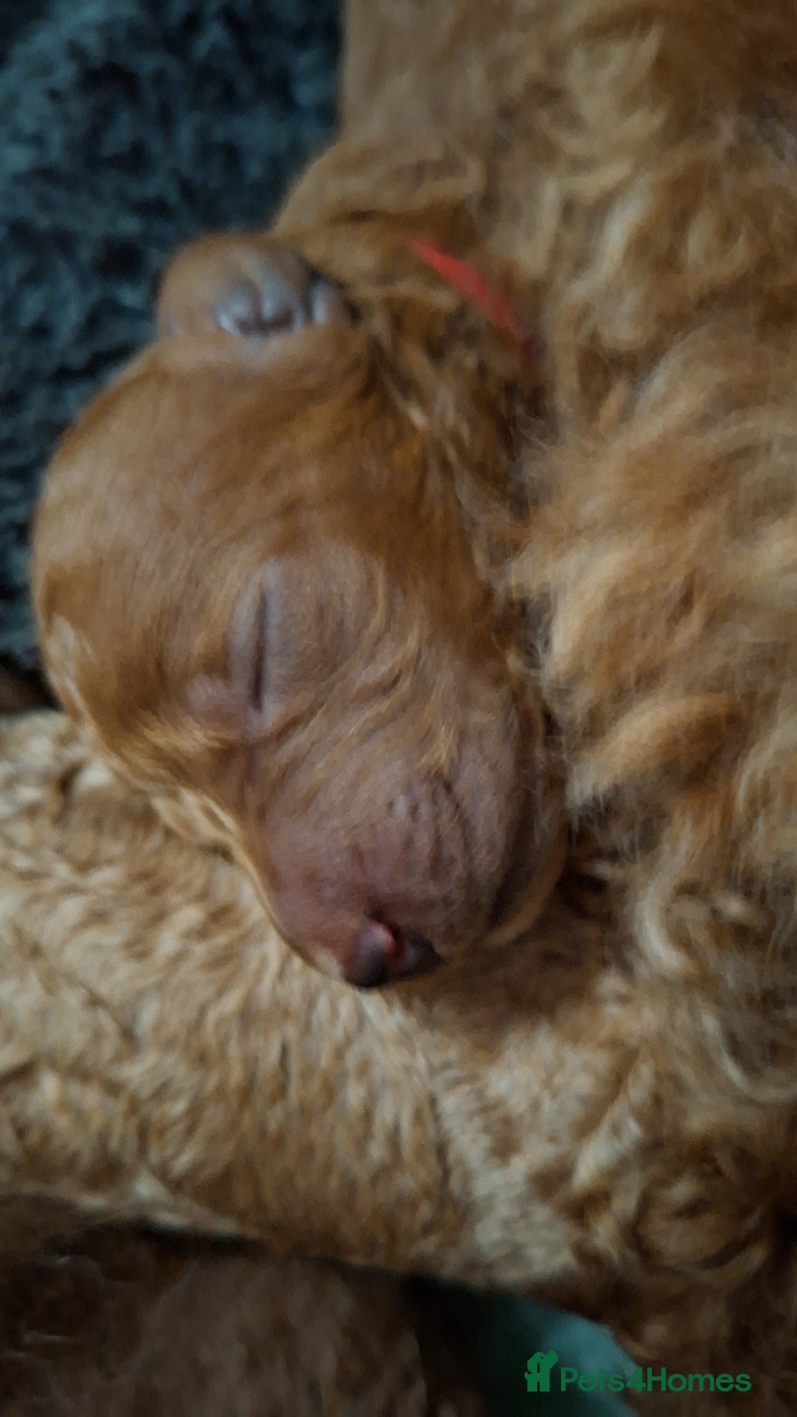 Standard Poodle dogs Exquisite St Poodle Puppies From Fully Health Test - Advert 15