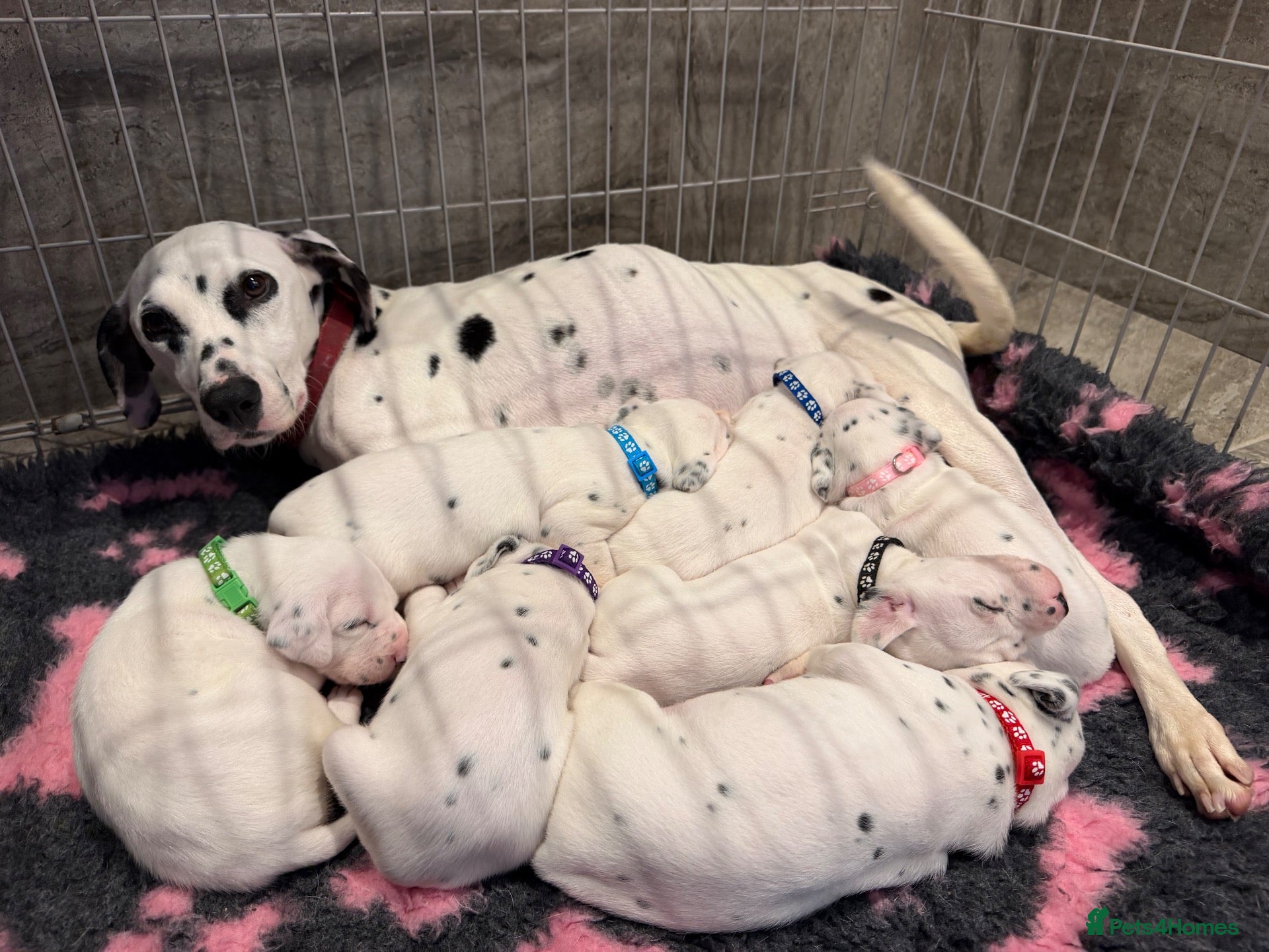 Dalmatian dogs 🏆🐾TOP QUALITY! BORN! 29th sep  🐾🏆 - Advert 1