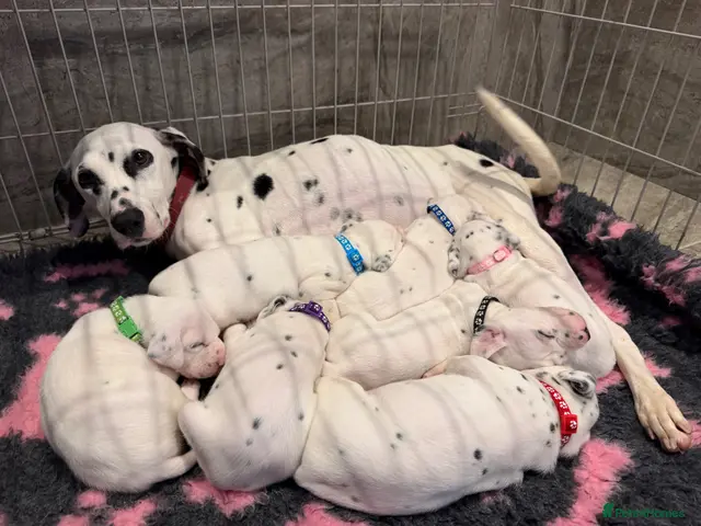 Dalmatian dogs for sale: 🏆🐾TOP QUALITY! DALMATIANS READY NOVEMBER 🐾🏆 - Advert 1