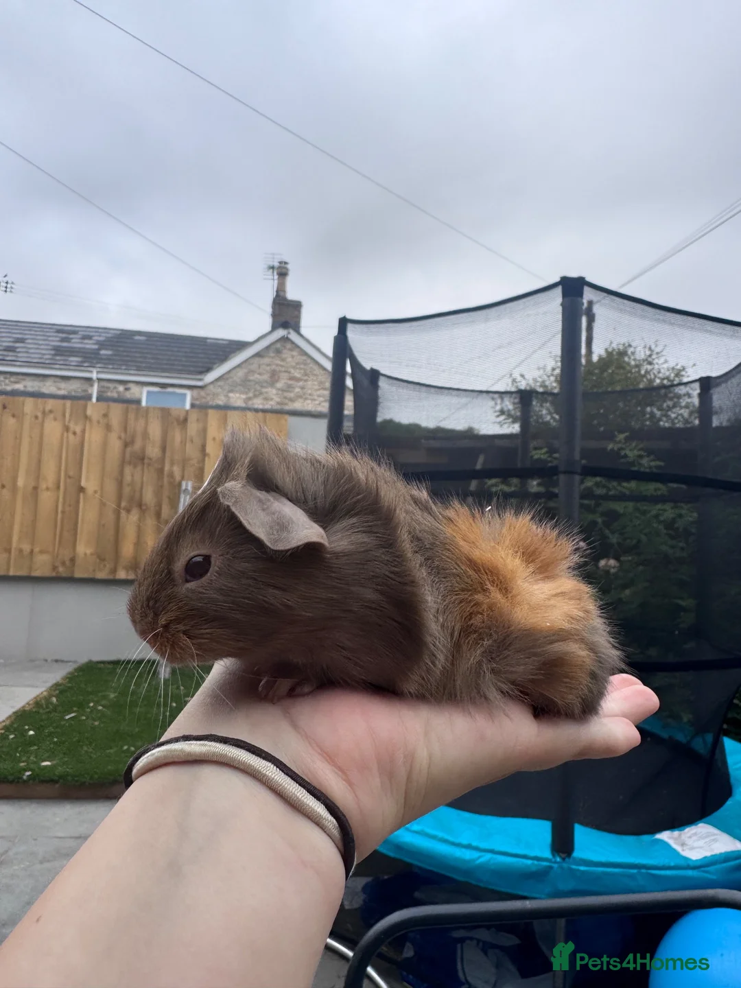 Guinea Pig rodents for sale: Baby sows  - Advert 4