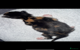 Domestic Shorthair cats for sale: Our beautiful Girl has had a litter of 3  - Image 9