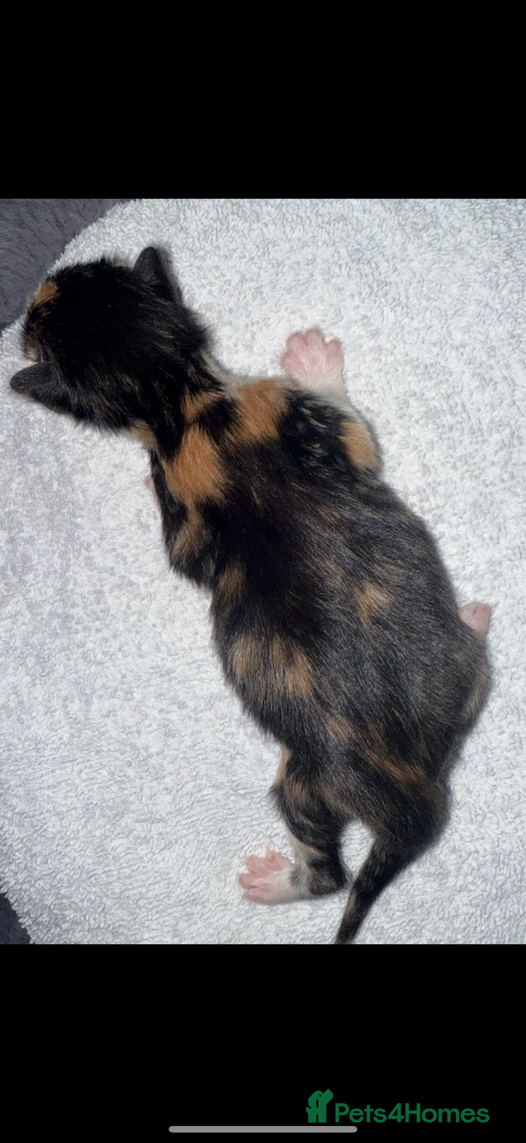 Domestic Shorthair cats for sale: Our beautiful Girl has had a litter of 3  - Image 9