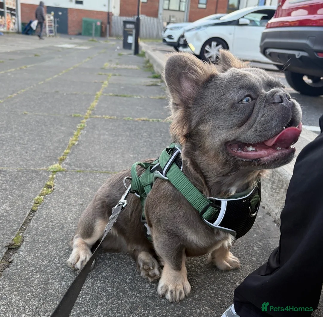 French Bulldog dogs for sale: Fluffy French Bulldog - Advert 2