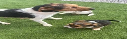 Jack Russell dogs for sale: Jack Russell cross terrier in March - Advert 2