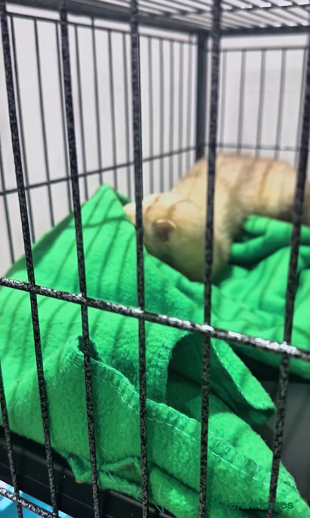 Ferret rodents for sale: 2 male ferrets - Advert 1