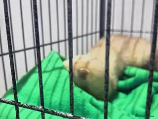 Ferret rodents 2 male ferrets - Advert 4