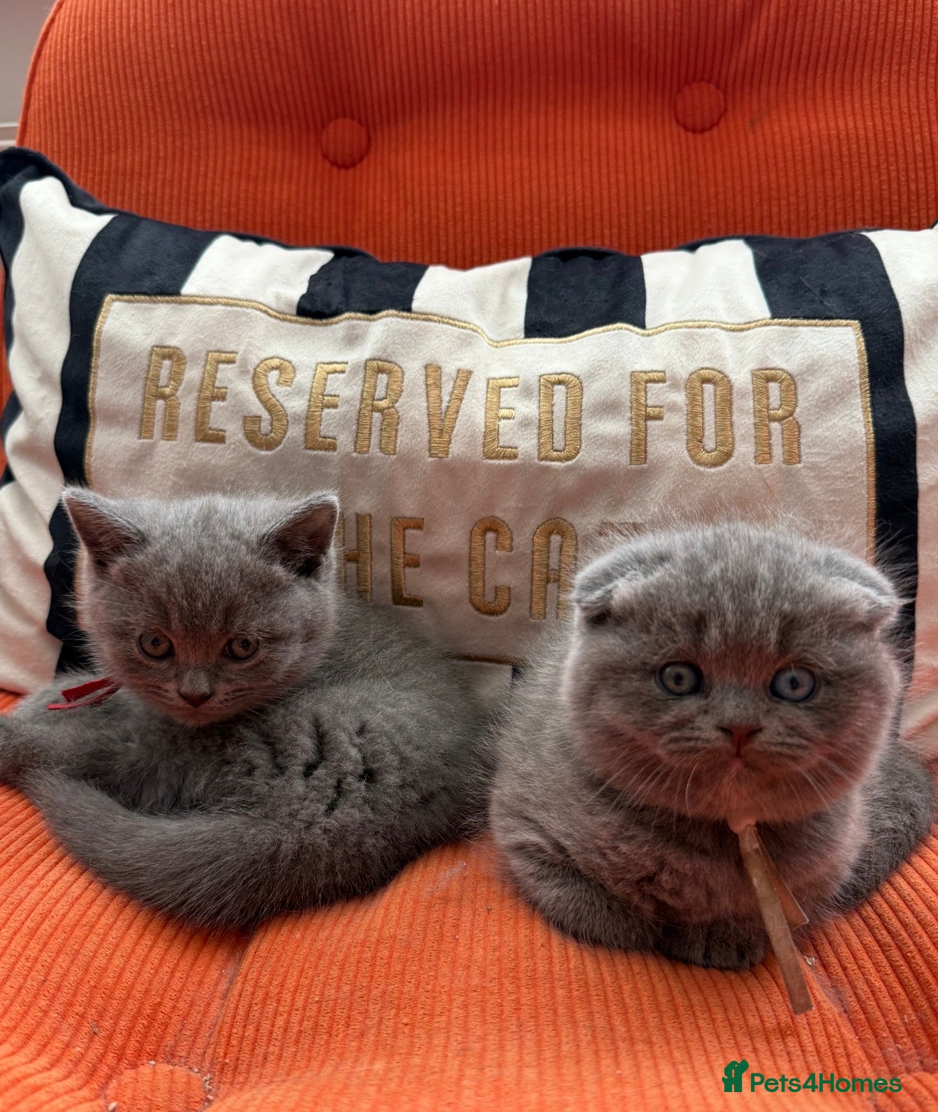 British Shorthair cats Beautiful Blue & Lilac British Shorthair Kittens - Advert 2