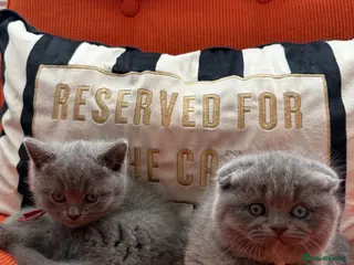 British Shorthair cats Rare dominant odd and blue eye BSH kittens - Advert 13