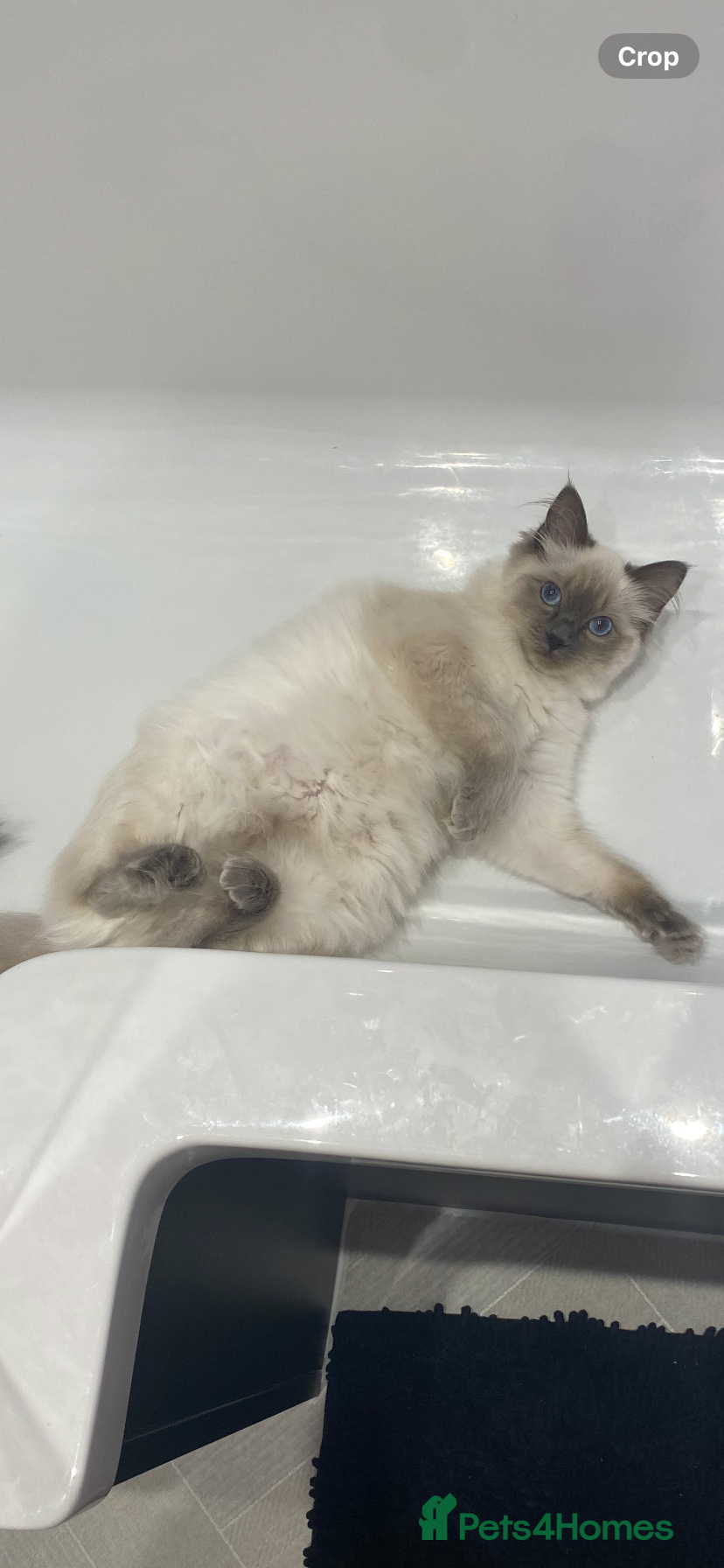 Ragdoll cats 9 month old Ragdoll - Advert 11