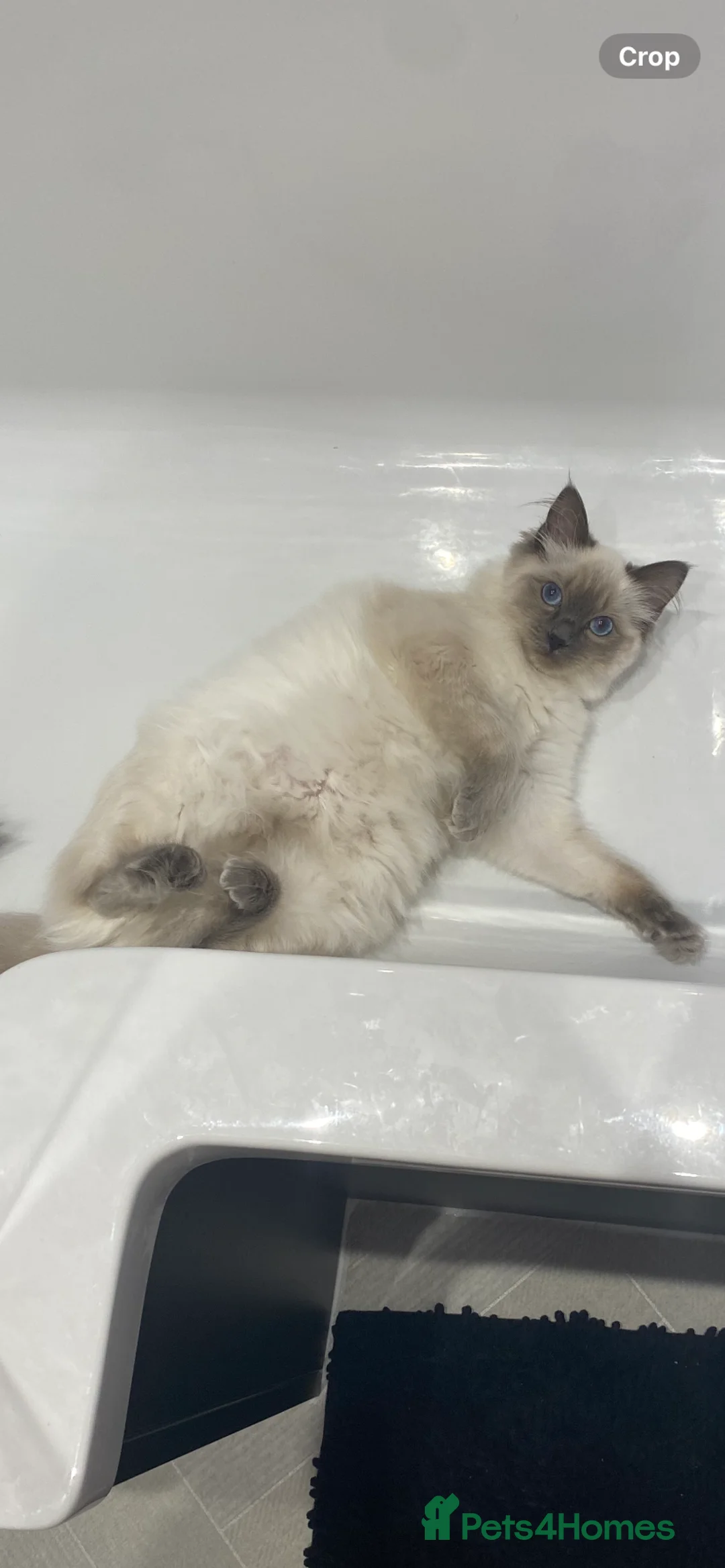 Ragdoll cats for sale: 9 month old Ragdoll in Derby - Advert 1