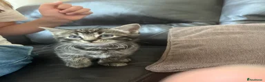 Domestic Shorthair 3