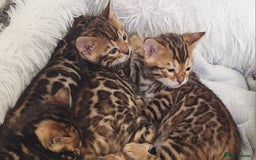 Bengal cats for sale: Pedigree,  TICA, loving, luxurious bengals - Advert 5