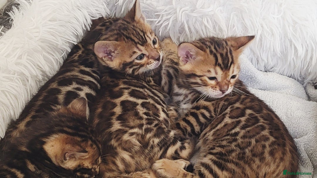 Bengal cats for sale: Pedigree,  TICA, loving, luxurious bengals - Advert 5