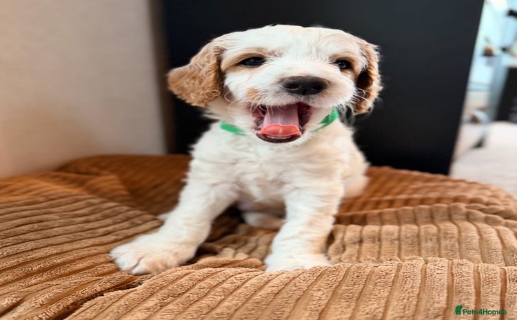 Australian Labradoodle dogs - Advert 1