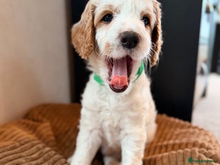 Australian Labradoodle dogs - Advert 27