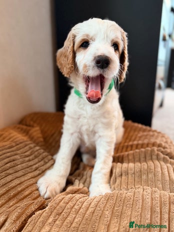 Australian Labradoodle dogs - Advert 1
