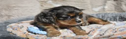 Cavalier King Charles Spaniel dogs for sale: Health Tested Parents-beautiful puppies - Advert 14
