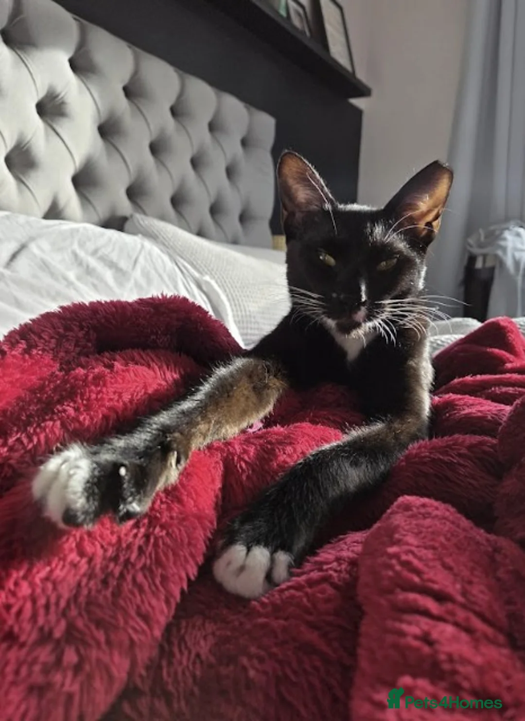 Mixed Breed cats for adoption: Male Cat for Adoption - Advert 4