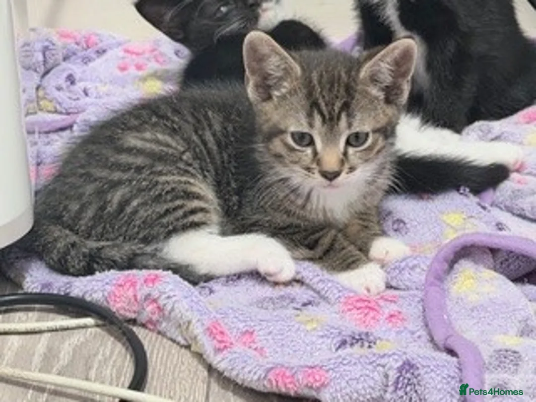 Mixed Breed cats for sale: welcome you to my 3 beautiful kittens in Barnet - Advert 3