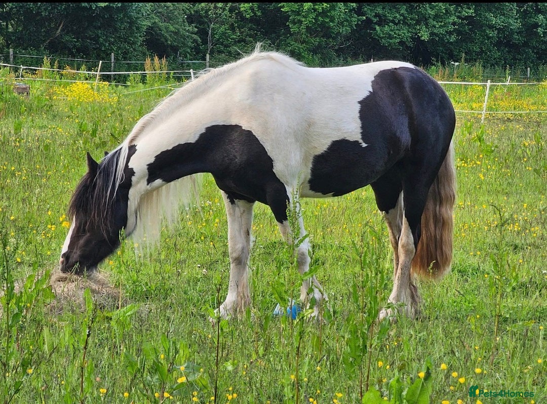 Irish Cob horses for sale: 14.2 5 year old mare in Stamford - Advert 6