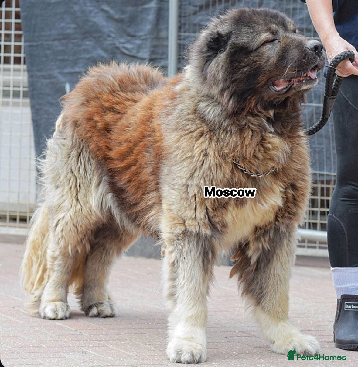 Caucasian Shepherd Dog dogs 5⭐️RATED LICENSED. RUSSIAN IMPORT  - Advert 1