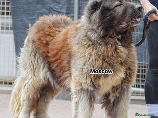 Caucasian Shepherd Dog dogs 5⭐️RATED LICENSED. RUSSIAN IMPORT - Advert 2