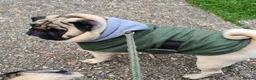 Pug dogs for stud: Looking for a girlfriend in Horsham - Advert 8