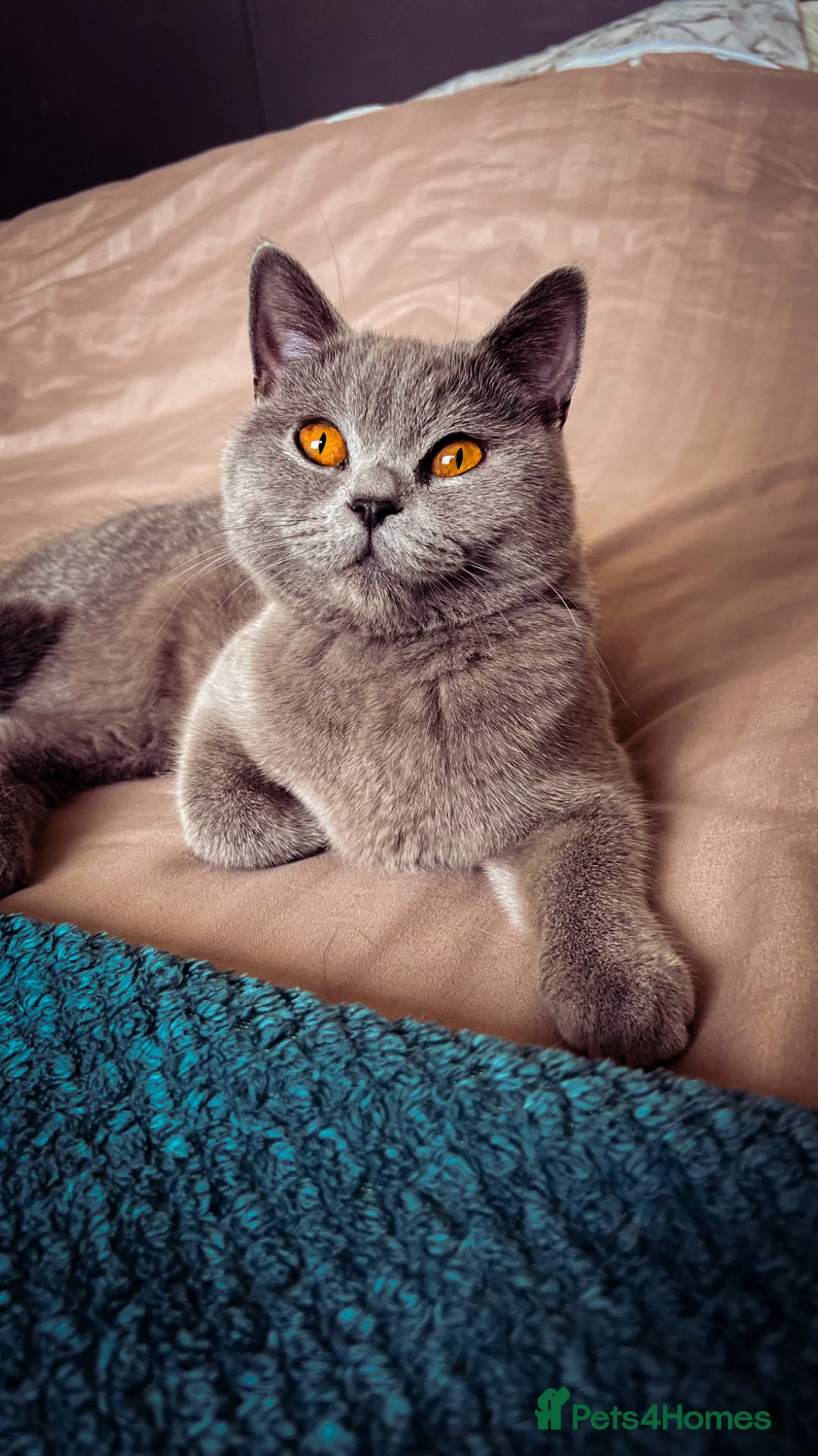 British Shorthair cats for sale:     4 Cute & Playful Kittens for Sale - Advert 2