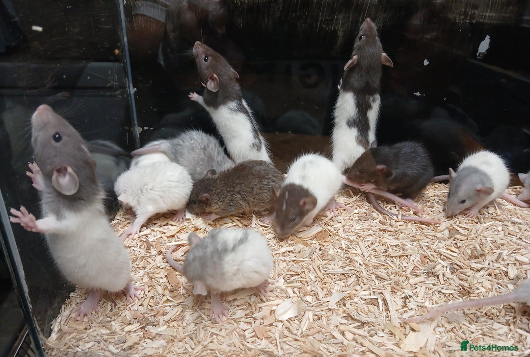 Rat rodents for sale: Baby Dumbo Rats , Furred , Rex , Naked  - Image 7