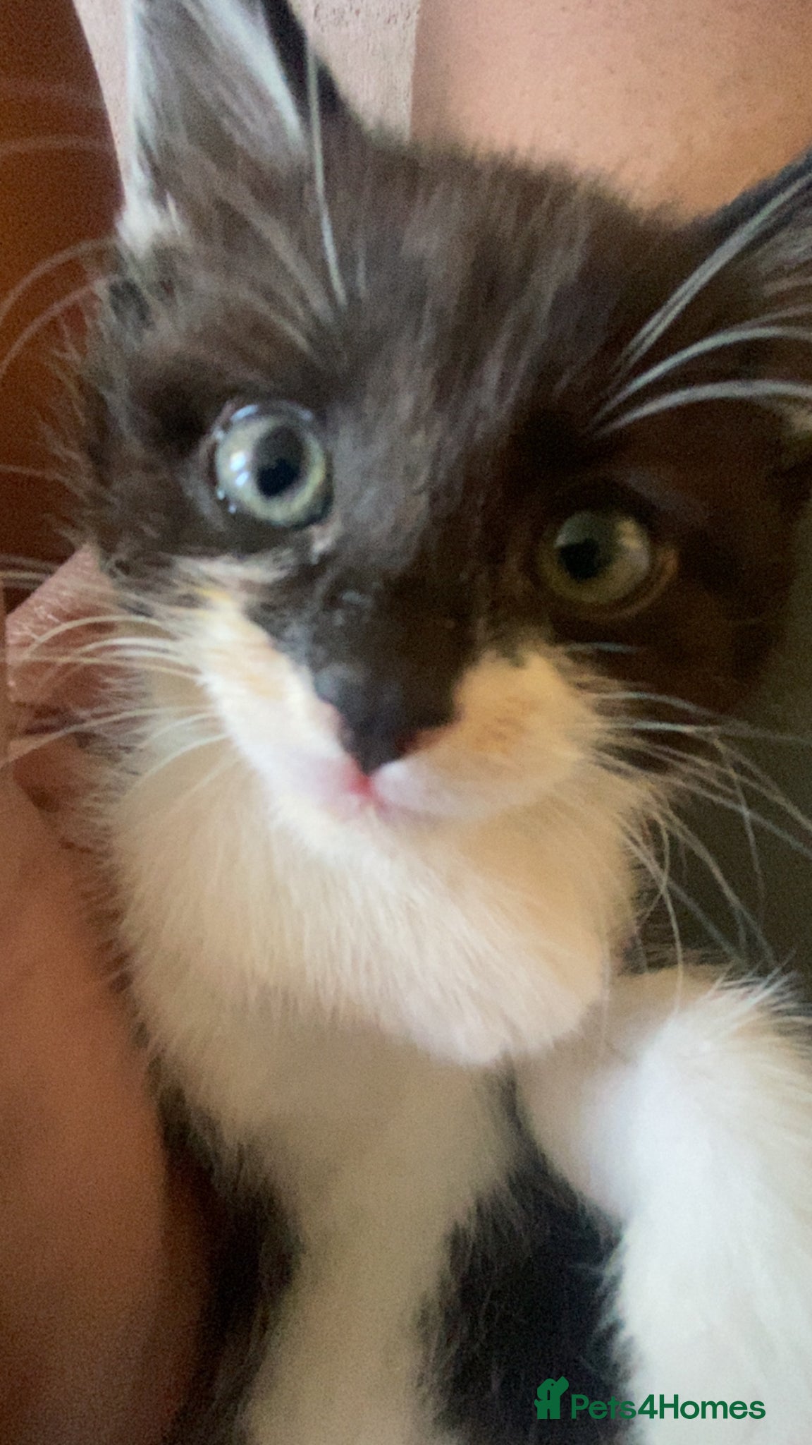 Mixed Breed cats 4 beautiful kittens for sale - Advert 17