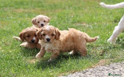 Cavapoochon dogs for sale: Beautiful Cavapoochon puppies for sale - Image 13