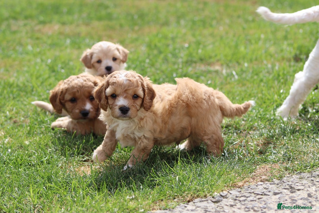 Cavapoochon dogs for sale: Beautiful Cavapoochon puppies for sale - Image 13