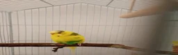 Budgerigars birds for sale: Male and Female Budgie - Advert 3