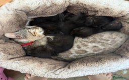 Bengal cats for sale: Mix bread - Image 3