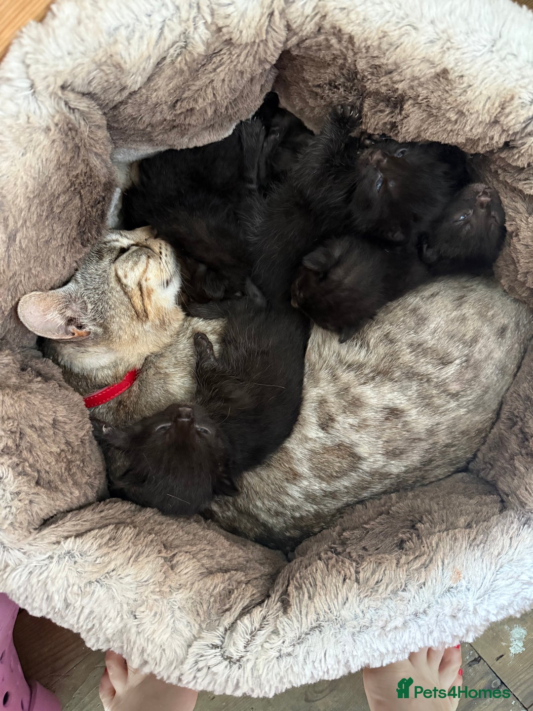 Bengal cats for sale: Mix bread - Image 3