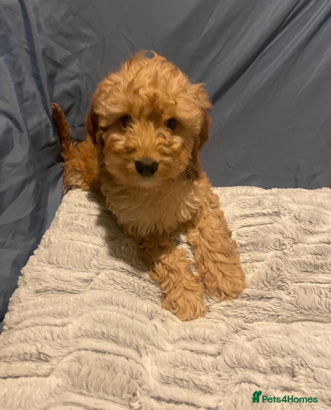 Cavapoo dogs for sale: Cavapoo puppies  - Advert 4
