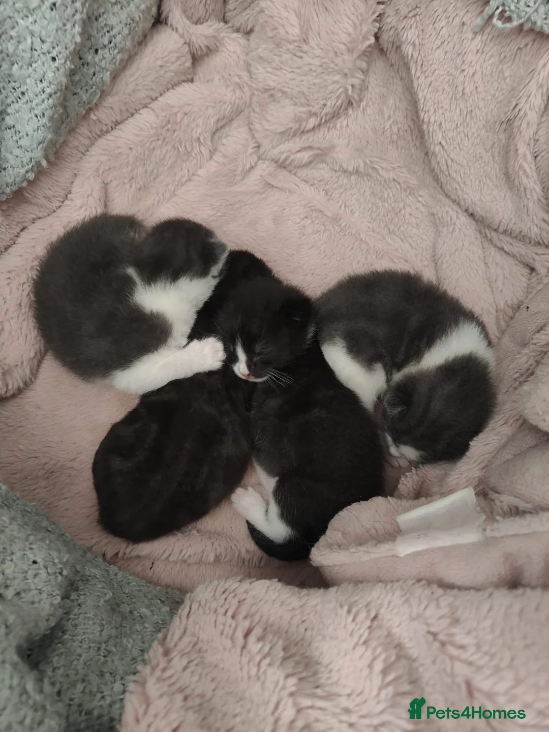 Domestic Shorthair cats for sale: Kittens looking for a new home  - Advert 2
