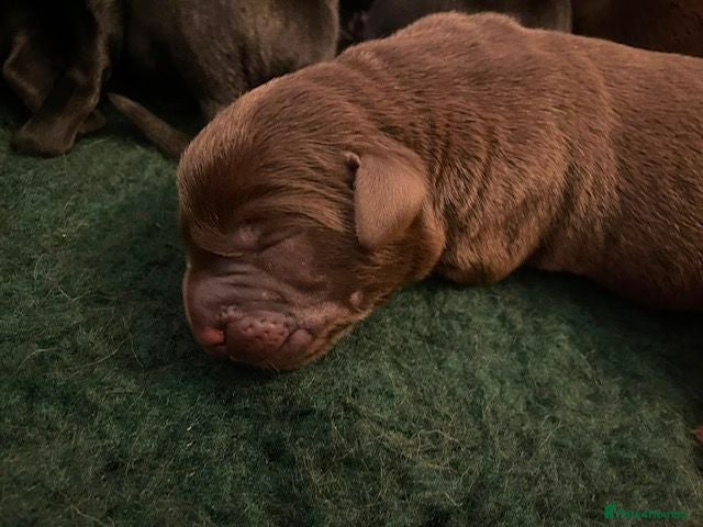 Labrador Retriever dogs 3 CHUNKY SHOW LABRADOR PUPPY BOYS AVAILABLE - Advert 2